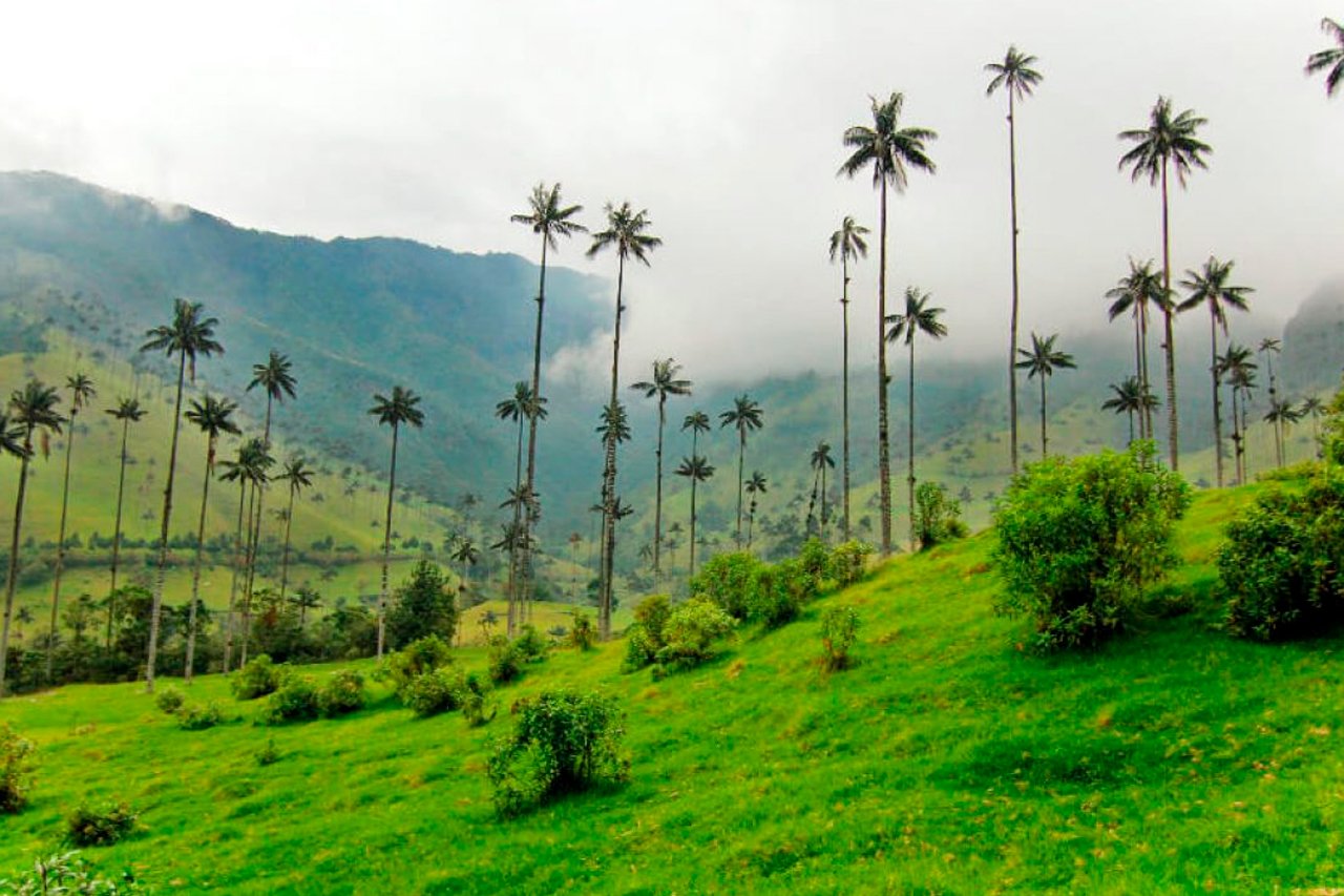 Valle de Cocora con palmas de cera